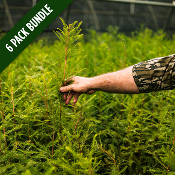 Image of Bald Cypress seedlings. (6 pack)